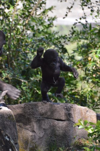 Happy First Birthday to Disney's Animal Kingdom Baby Gorilla