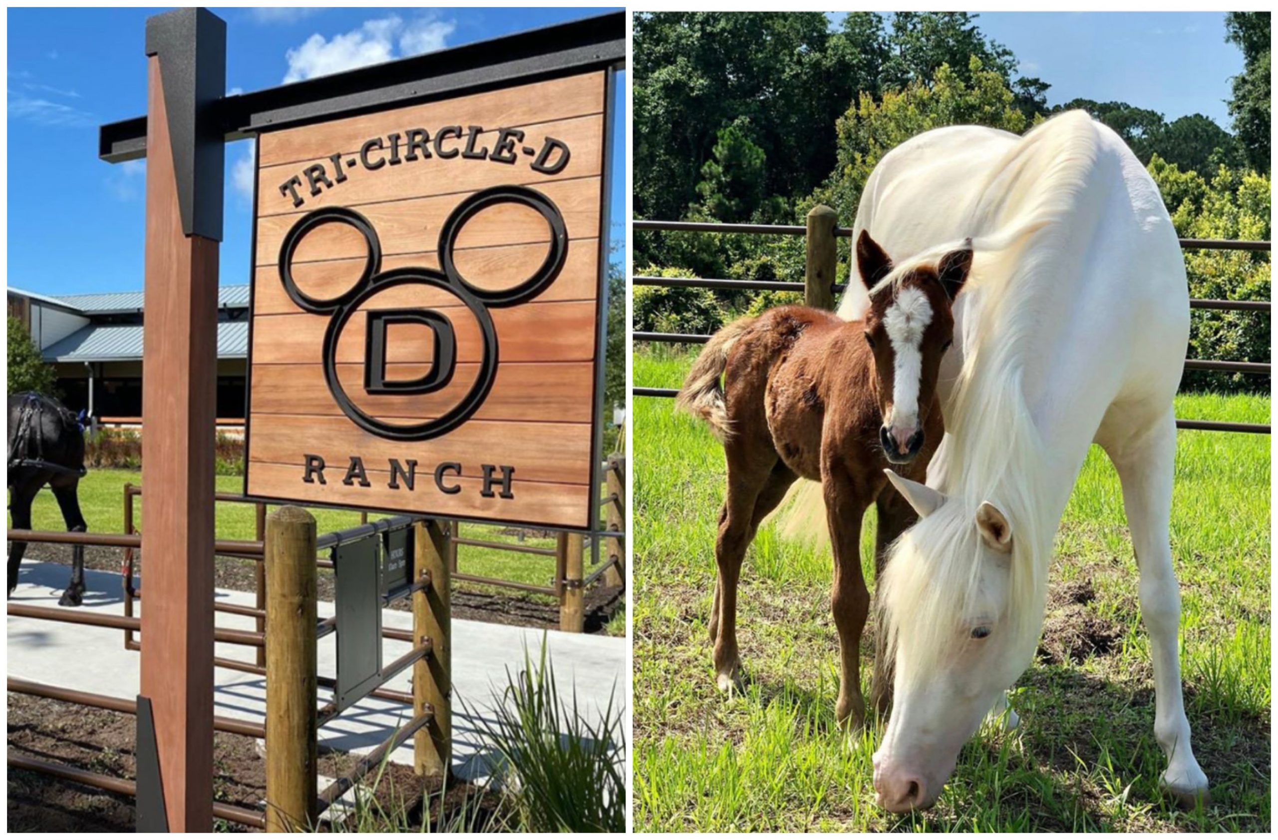 First Foal Born at Disney’s Tri-Circle D Ranch!