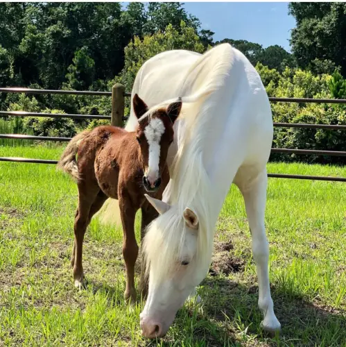 First Foal Born at Disney's Tri-Circle D Ranch!