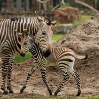 Meet The Zebra Foal Born At Disney's Animal Kingdom Lodge