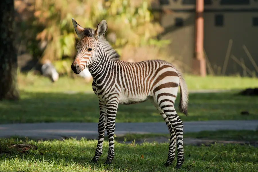 Meet The Zebra Foal Born At Disney’s Animal Kingdom Lodge