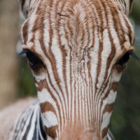 Meet The Zebra Foal Born At Disney's Animal Kingdom Lodge