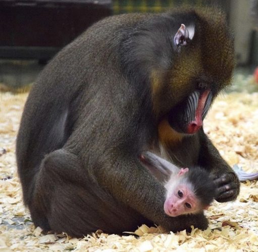 Baby Mandrill Monkey born at Disney's Animal Kingom