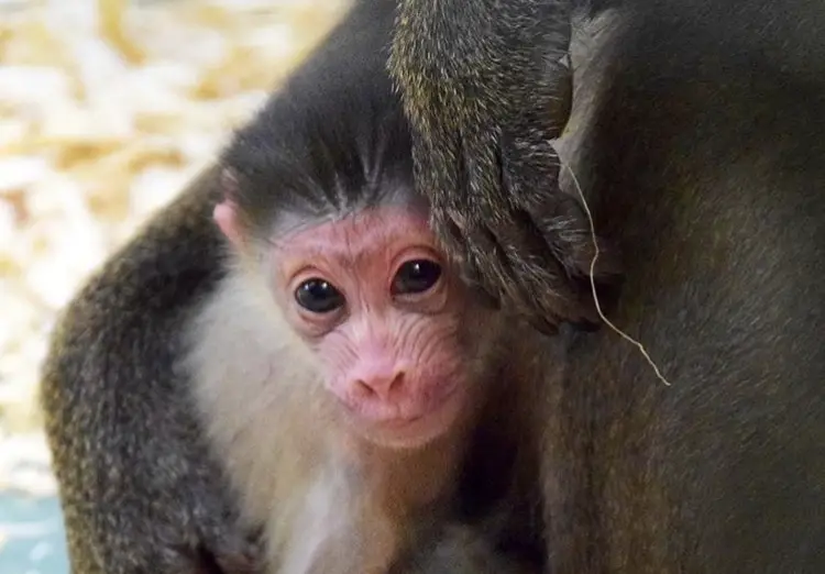 Baby Mandrill Monkey born at Disney’s Animal Kingom