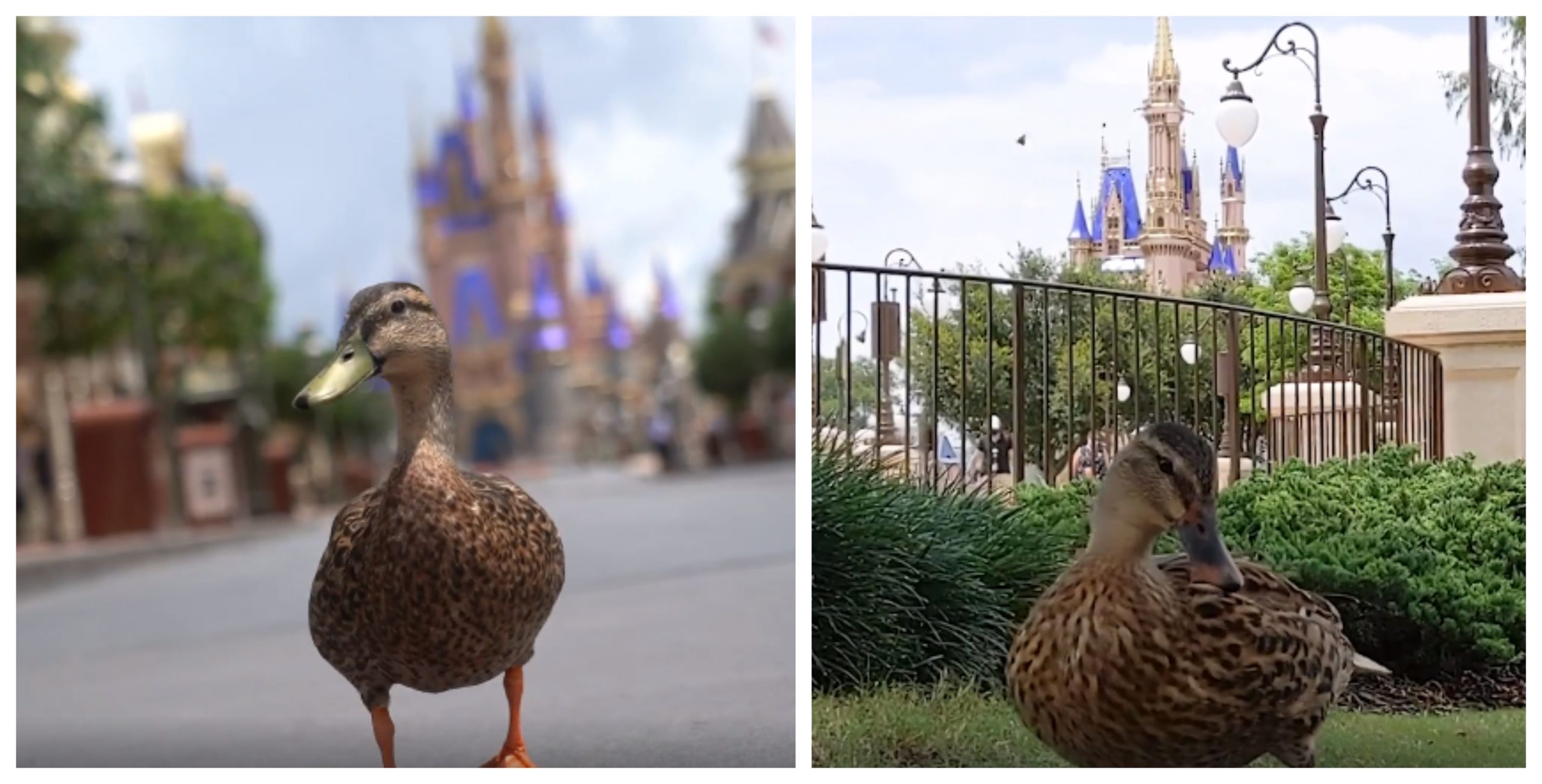 Video: The Ducks of the Magic Kingdom are excited to welcome back guests