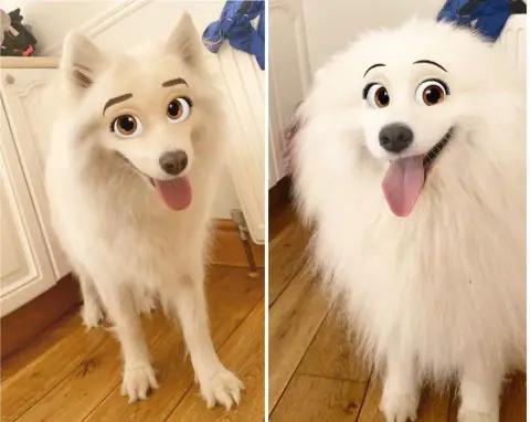 Change Your Pet into a Disney Character with this Snapchat Filter