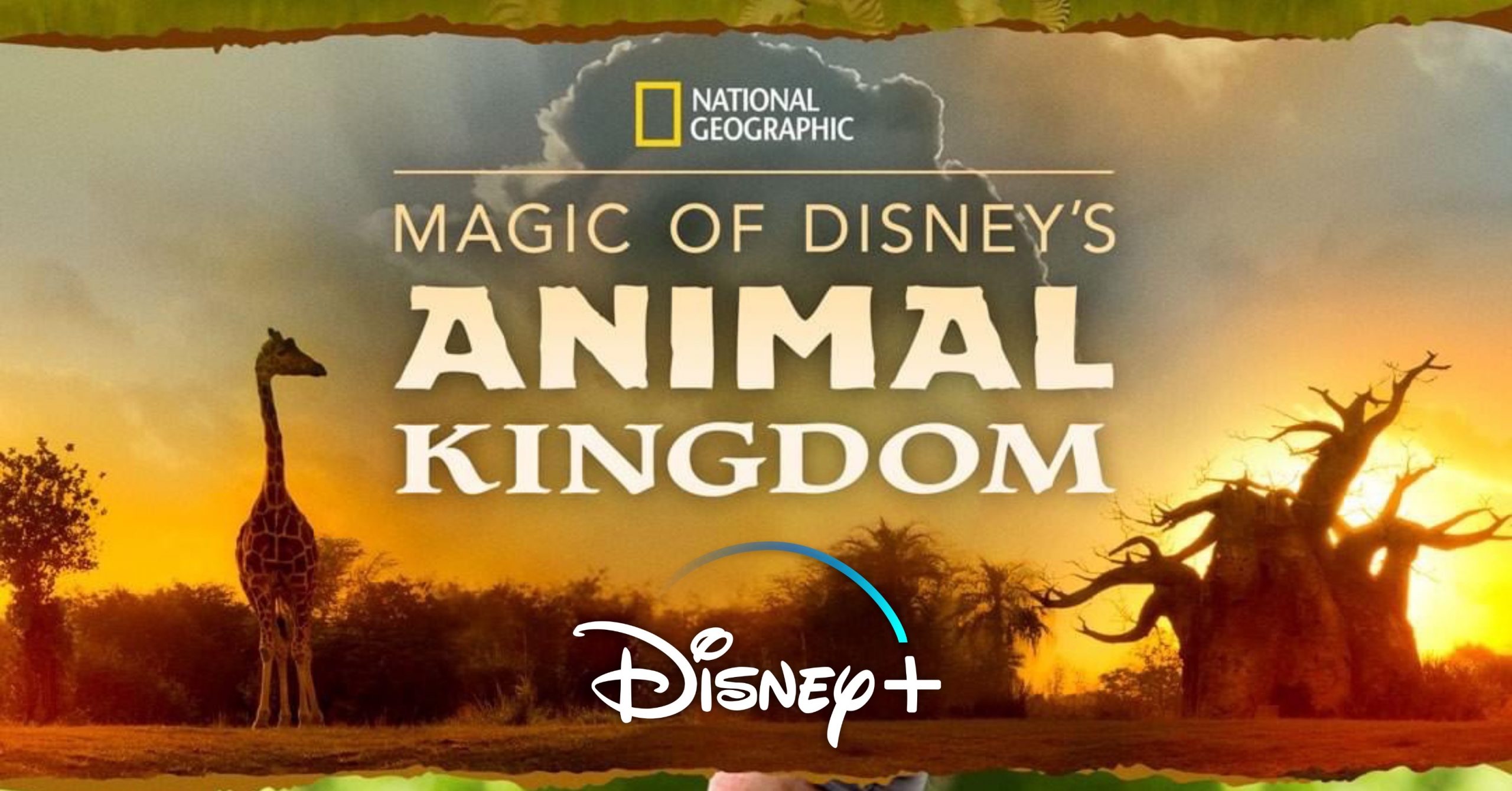 'magic of disney's animal kingdom' from national