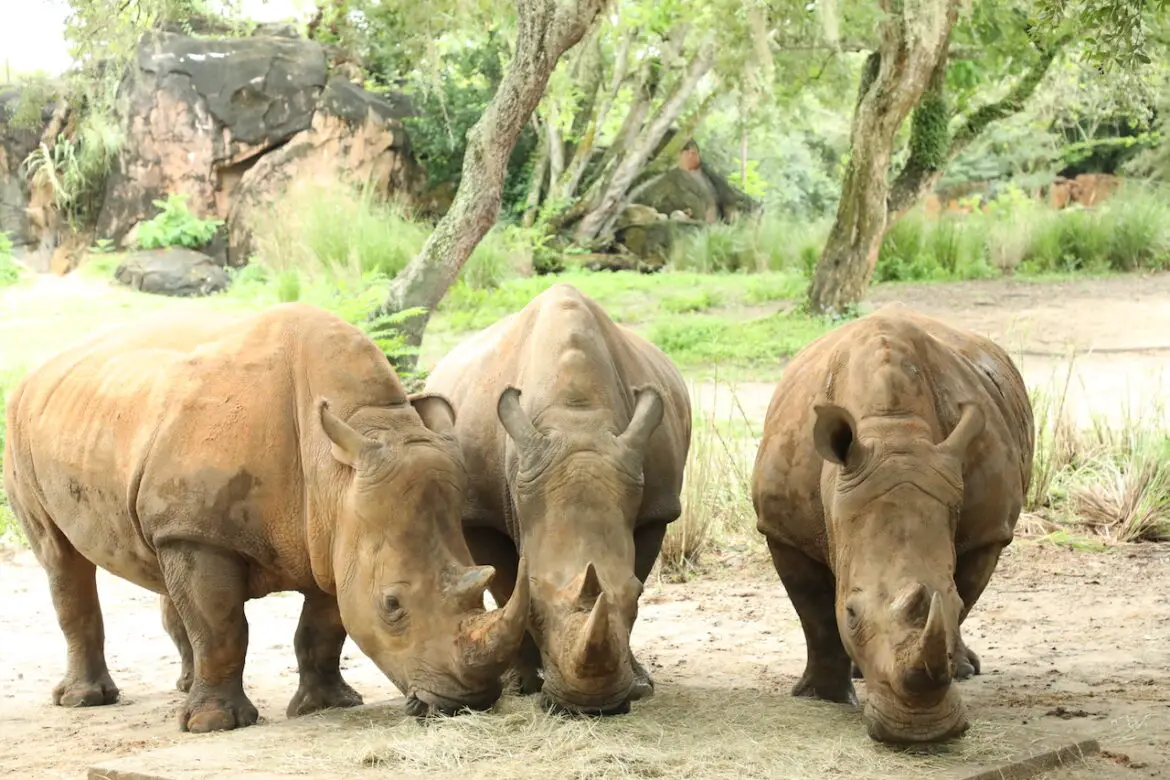 Three pregnant Rhinos at Disney’s Animal Kingdom