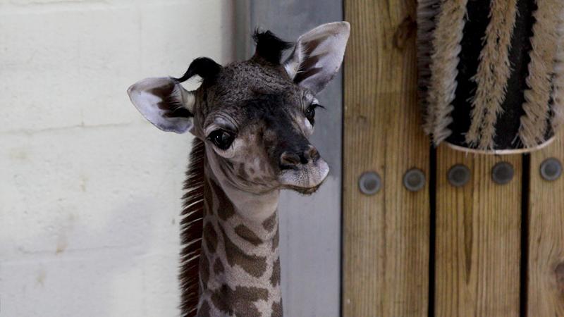 Disney’s Animal Kingdom welcomes a new Baby Giraffe