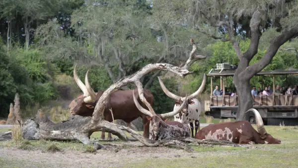 Go Behind the Scenes With 'Magic of Disney's Animal Kingdom' Presented by National Geographic