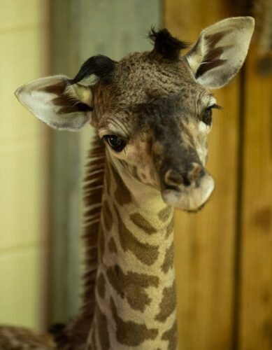 Disney's Animal Kingdom welcomes a new Baby Giraffe