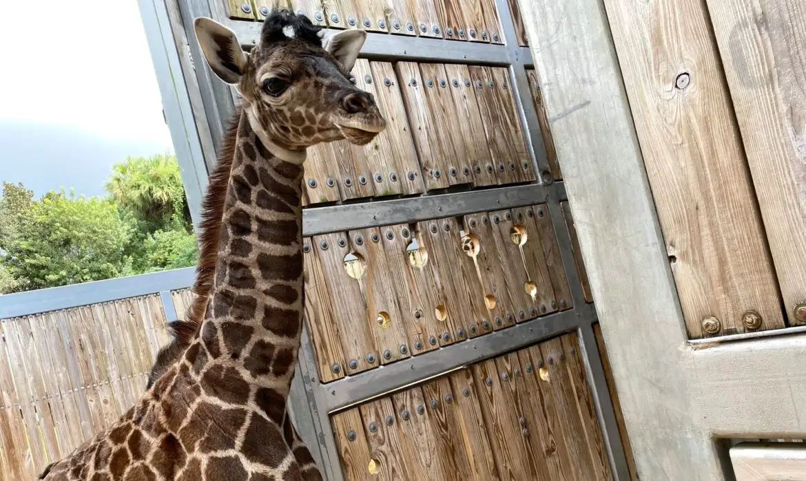 Disney Welcomes Its Newest Masai Giraffe to the Animal Kingdom