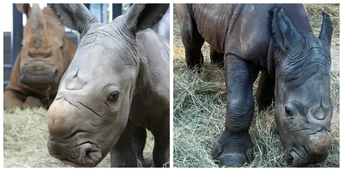 White Rhinoceros gives birth at Disney’s Animal Kingdom