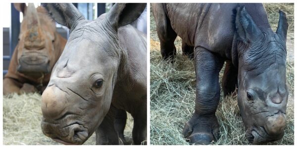 White Rhinoceros gives birth at Disney's Animal Kingdom