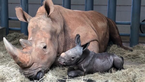 White Rhinoceros gives birth at Disney's Animal Kingdom