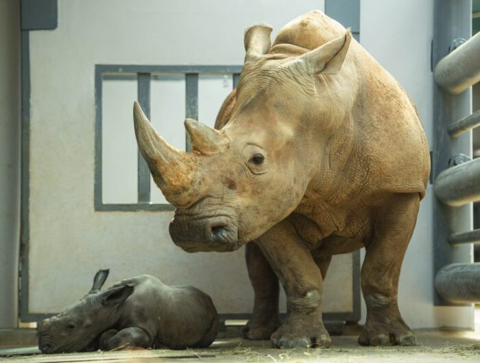 First Look at Disney’s Animal Kingdom’s New Baby Rhino | Chip and Company