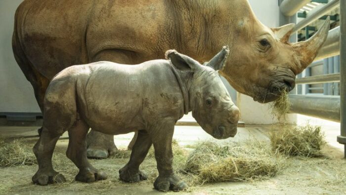 First Look at Disney’s Animal Kingdom’s New Baby Rhino | Chip and Company