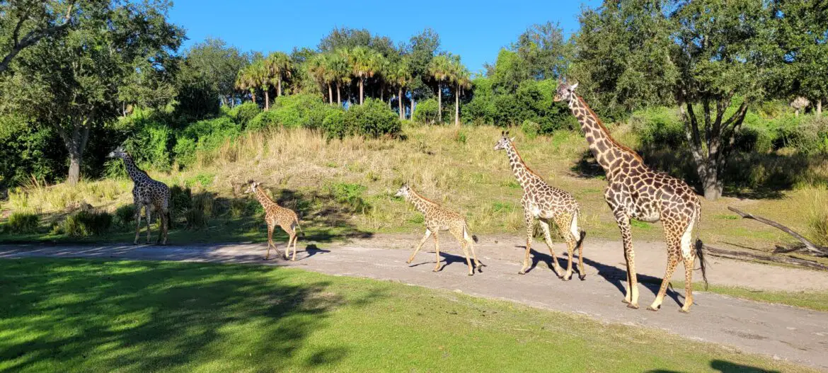 Two new baby Giraffes join the herd at Disney’s Animal Kingdom