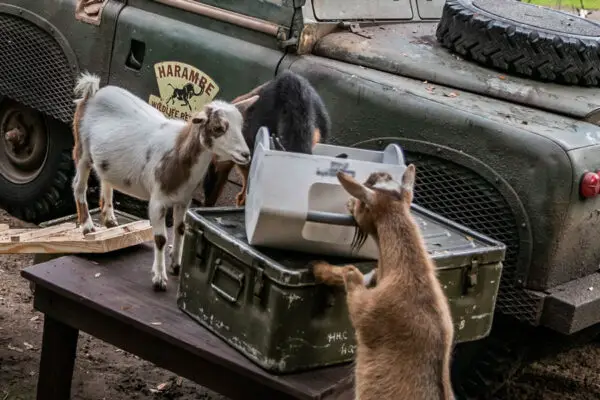 Nigerian Dwarf Goats Welcomed to Disney’s Animal Kingdom Kilimanjaro Safaris