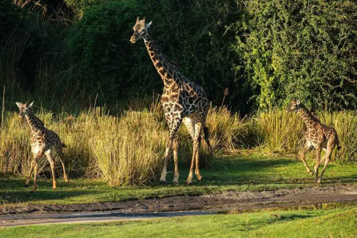 baby giraffes animal kingdom