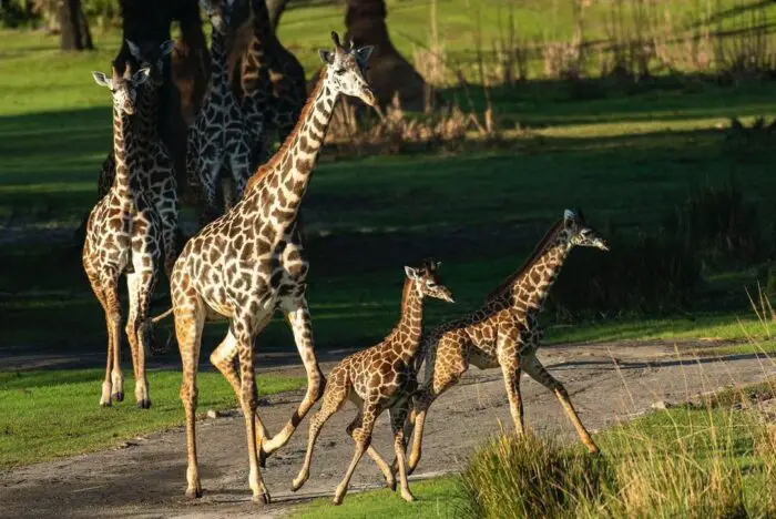 Two new baby Giraffes join the herd at Disney's Animal Kingdom