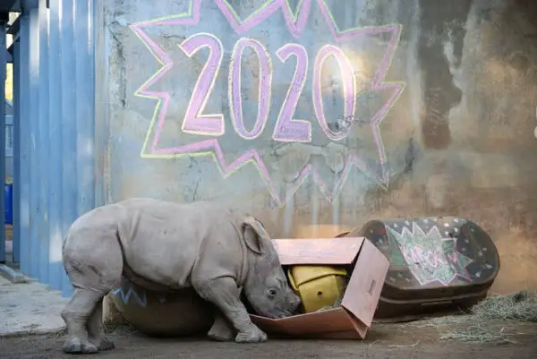 Disney World Animals say Goodbye to 2020