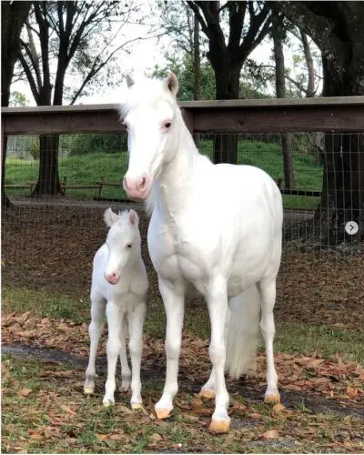 First look at baby pony born at Tri-Circle Ranch | Chip and Company
