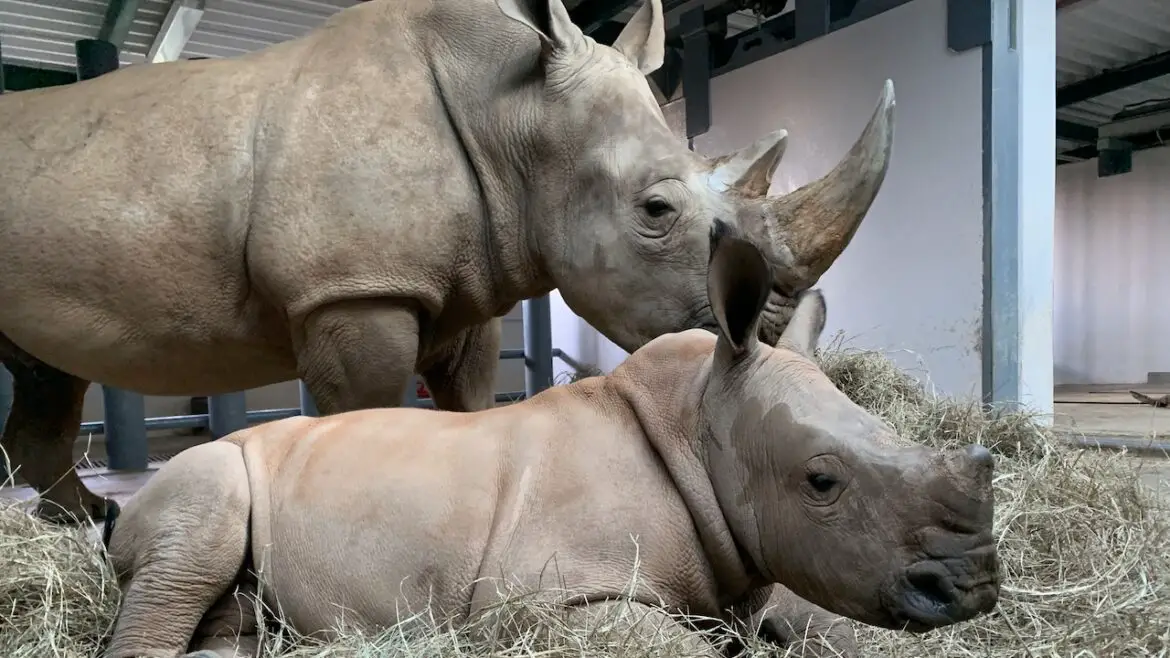 Baby Boy Rhino at Animal Kingdom Finally Has a Name