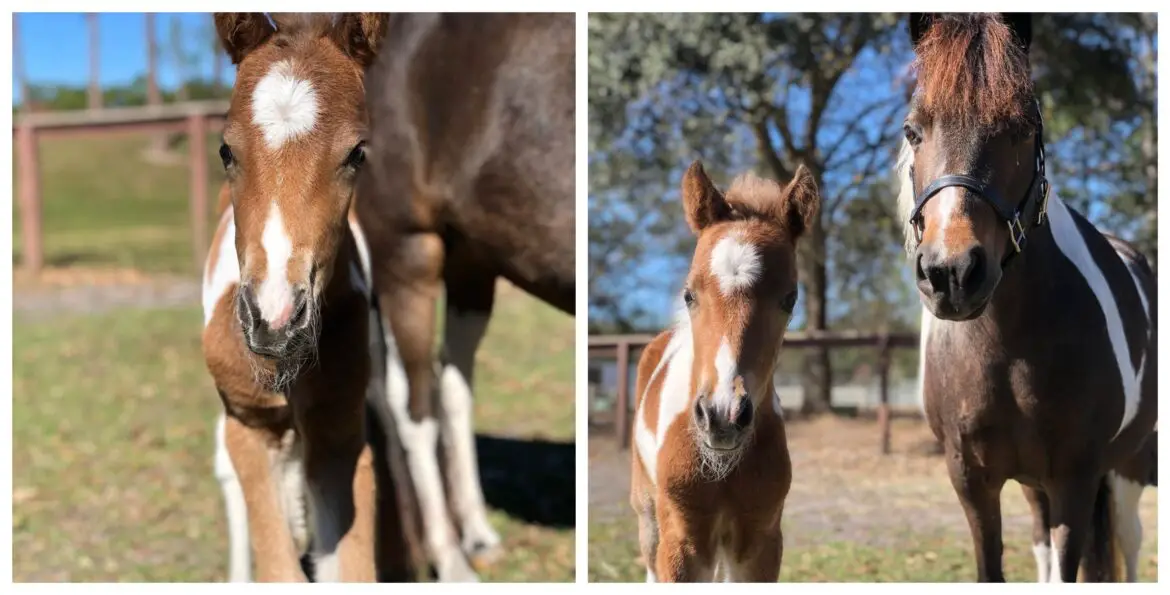 New Baby Pony born at Disney’s Tri- Circle D Ranch!