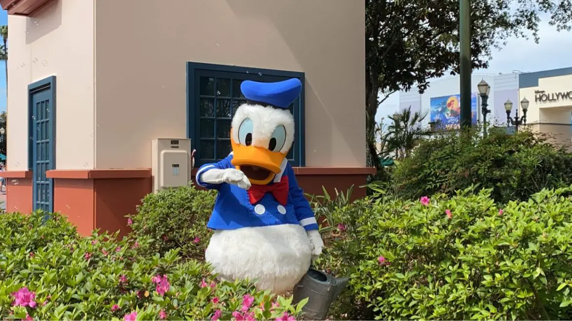 Donald Duck socially distanced meet & greet in Hollywood Studios
