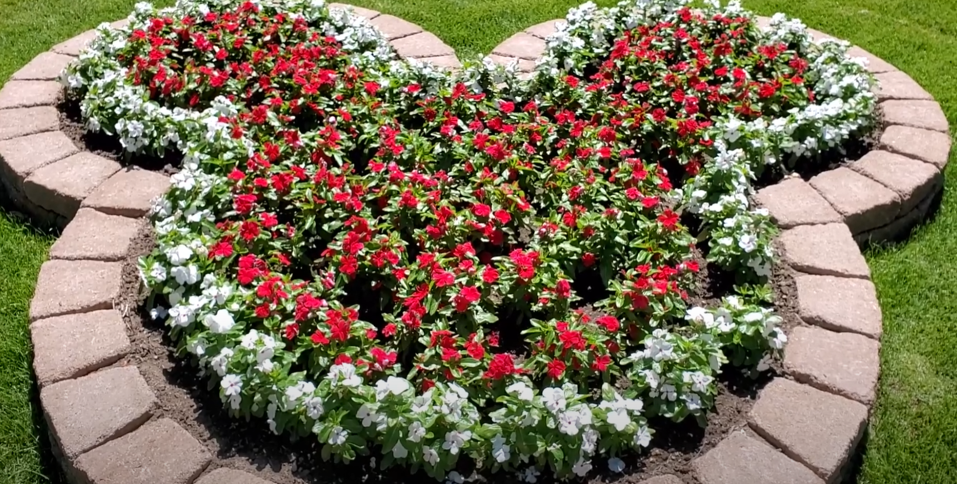 Mickey Mouse Flower Bed Bloom