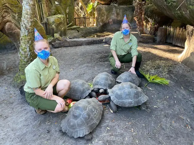 Disney's Animal Keepers throw birthday part for their Galapagos tortoises
