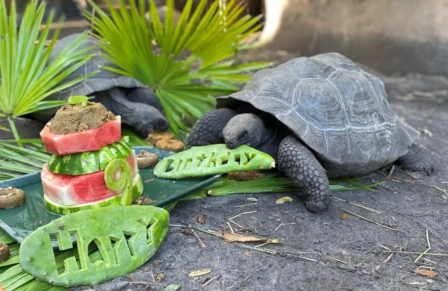 Disney's Animal Keepers throw birthday part for their Galapagos tortoises