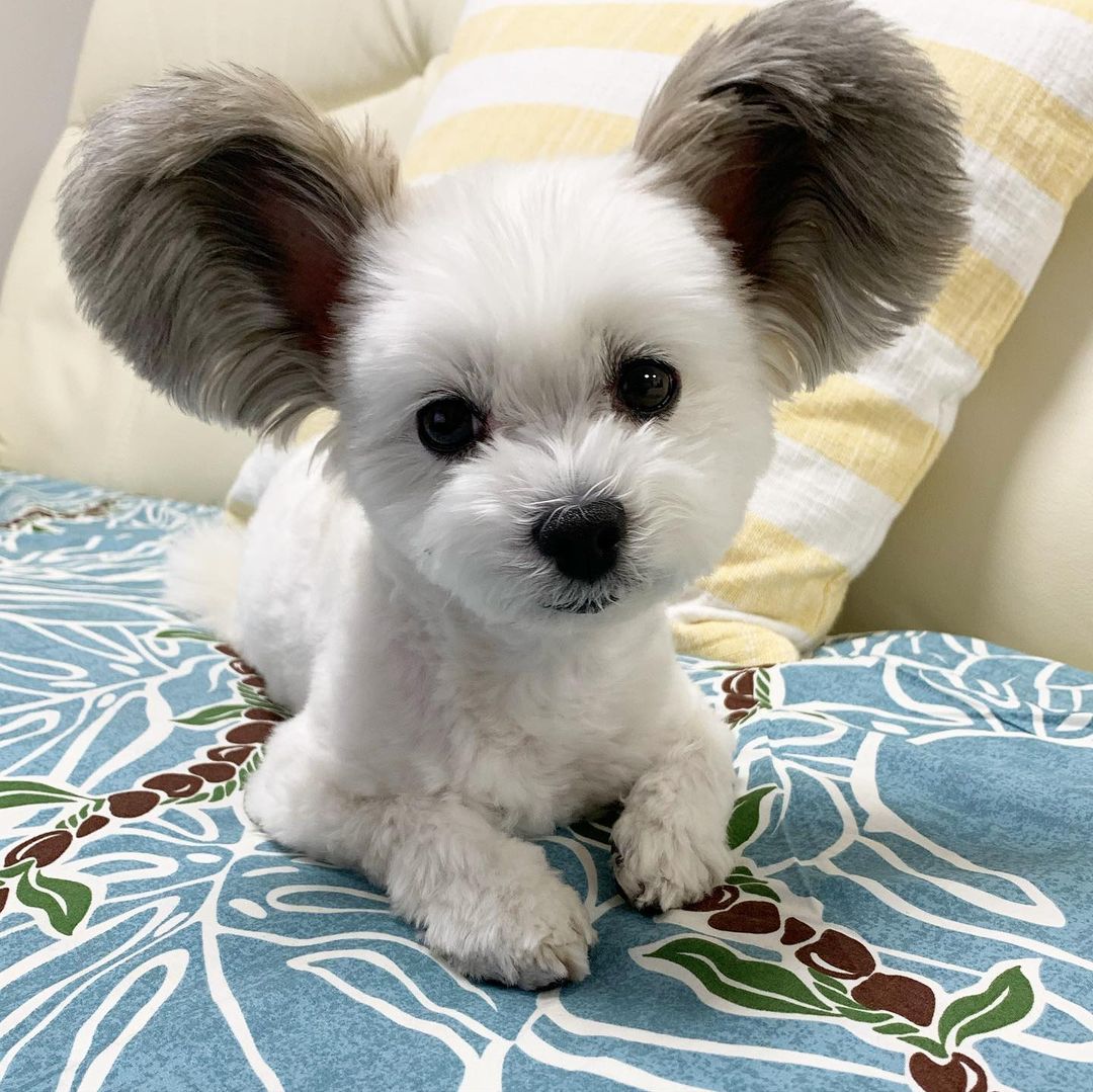 This super cute dog reminds us of Mickey Mouse