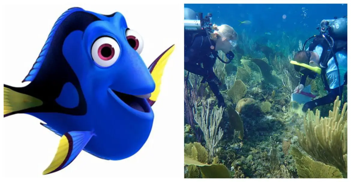 Disney is helping to save Florida’s Coral Reefs