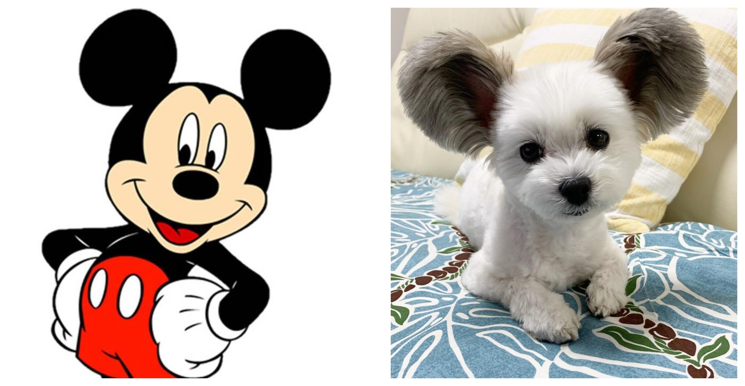 This super cute dog reminds us of Mickey Mouse