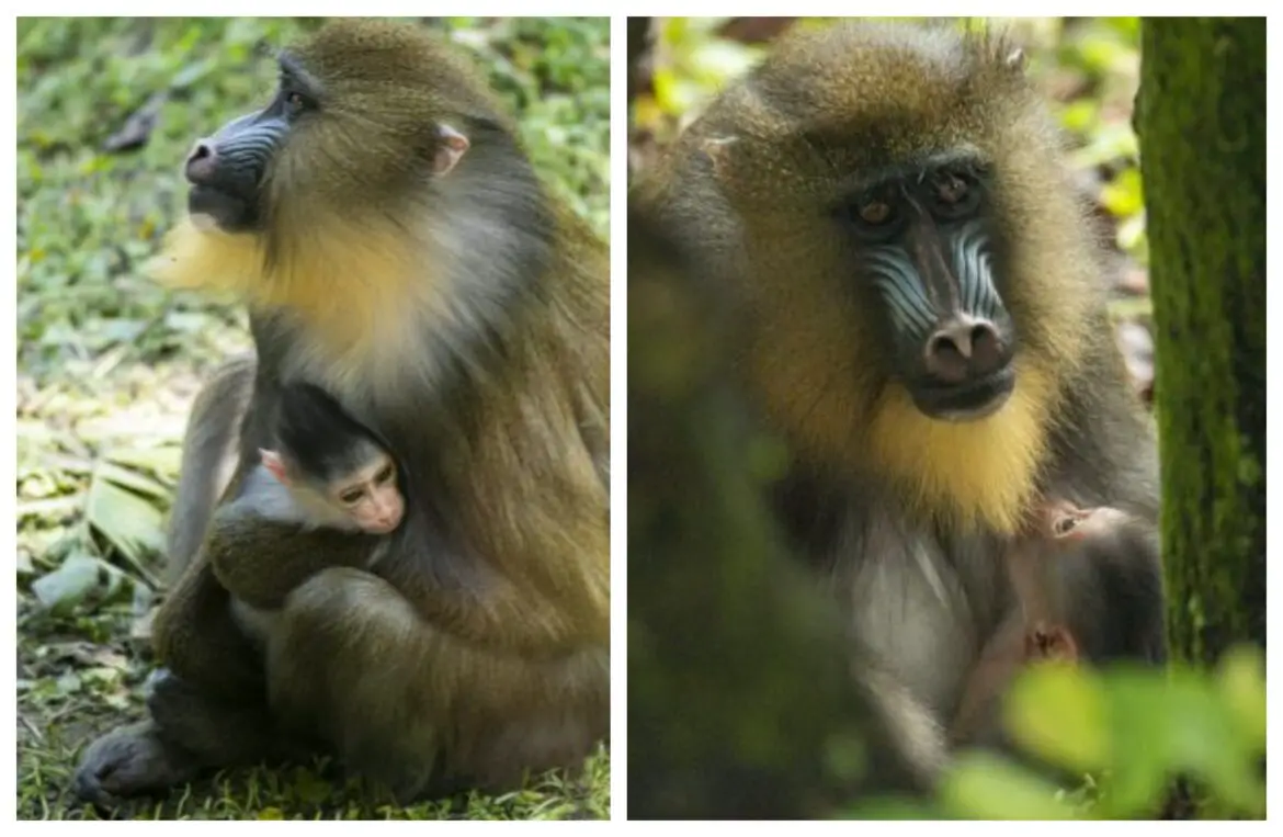 Disney welcomes Baby Mandrill to the Animal Kingdom