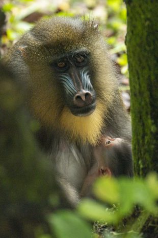 Disney welcomes Baby Mandrill to the Animal Kingdom