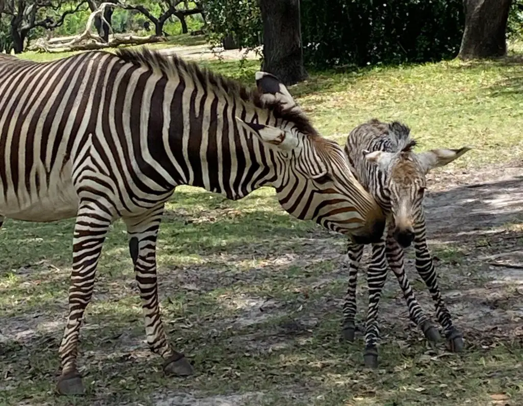 Baby Zebra foal