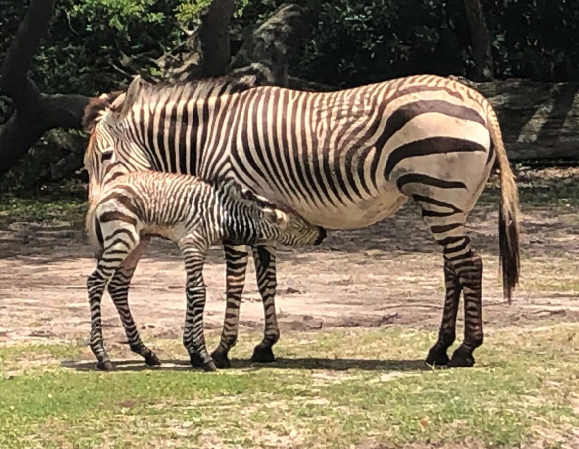 Baby Zebra foal born at Disney’s Animal Kingdom