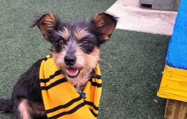 This Orlando Animal Shelter sorts their dogs into Hogwarts Houses