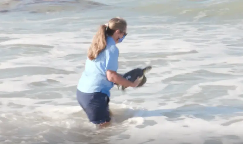 Disney Releases 4 Rehabilitated Green Sea Turtles in Vero Beach After Providing Months of Critical Care