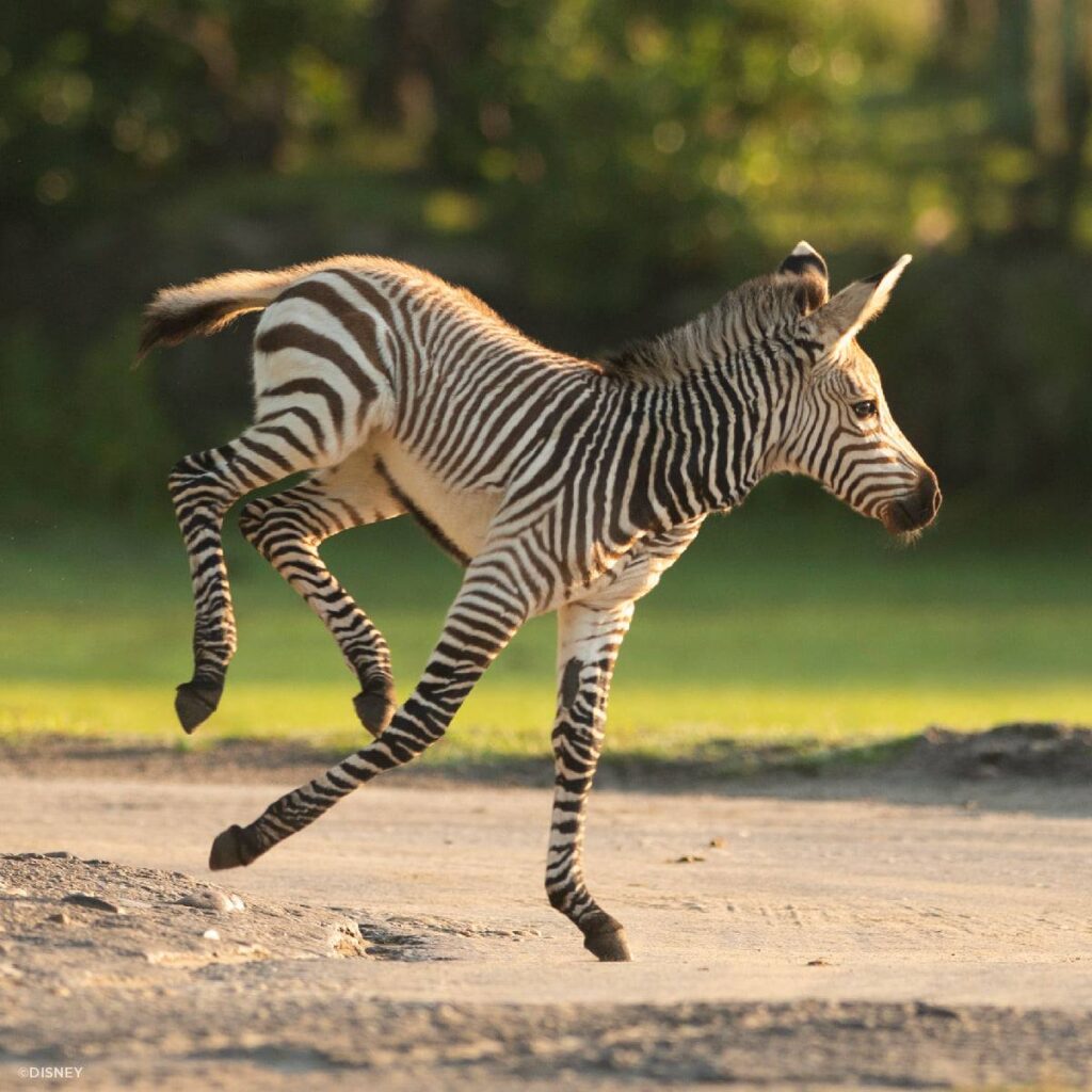 Dash the newest baby Zebra
