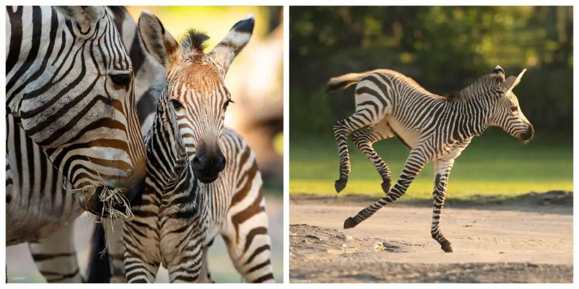 Making his savanna debut meet Dash the newest baby Zebra