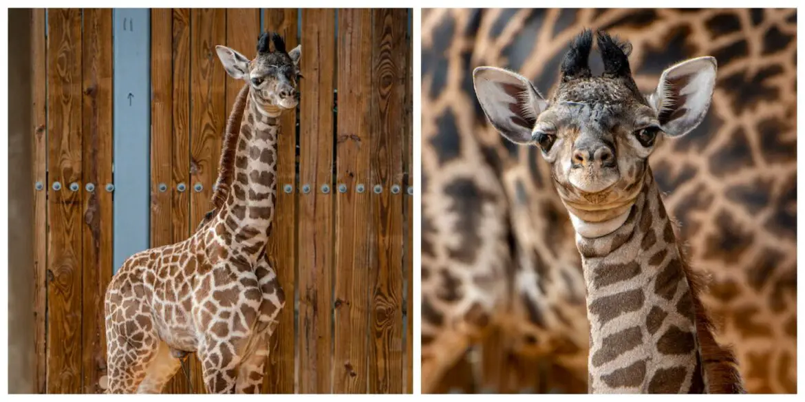 New Baby Giraffe Calf Born at Disney’s Animal Kingdom
