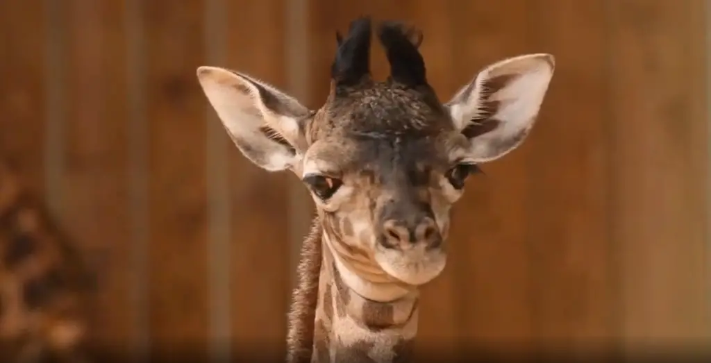 Baby Giraffe Calf born at Animal Kingdom