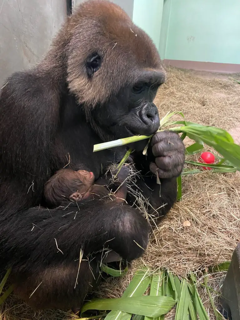 Baby Lowland Gorilla born