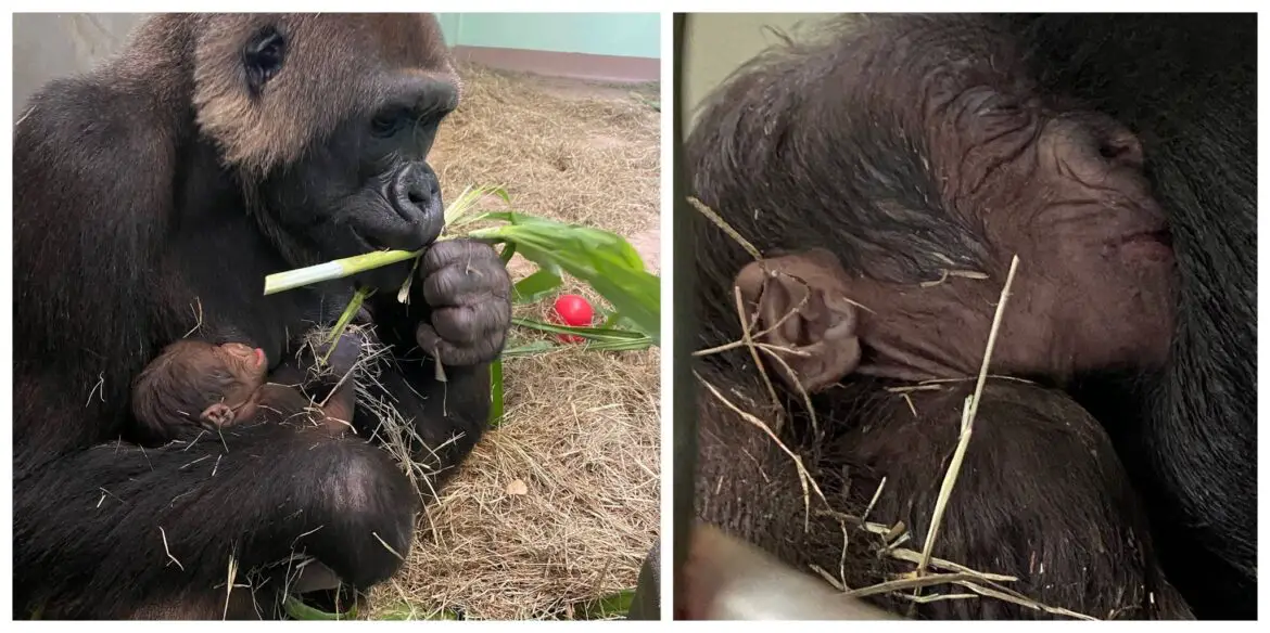 New Baby Lowland Gorilla born at Disney’s Animal Kingdom