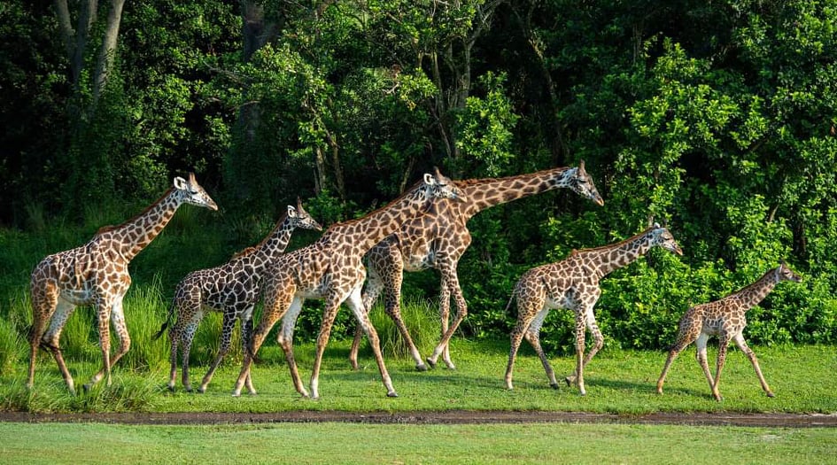 baby giraffe joins her mom on the savannah at Kilimanjaro Safari