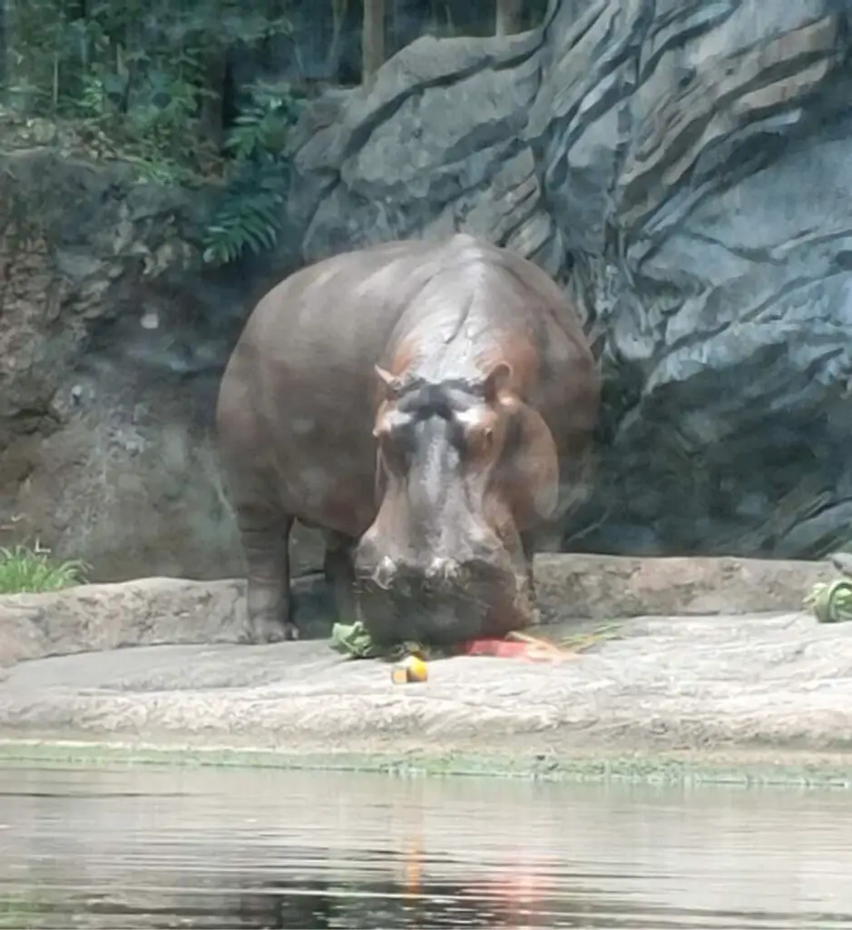 Disney Cast Members celebrate Henry the Hippo's 26th Birthday with a special treat